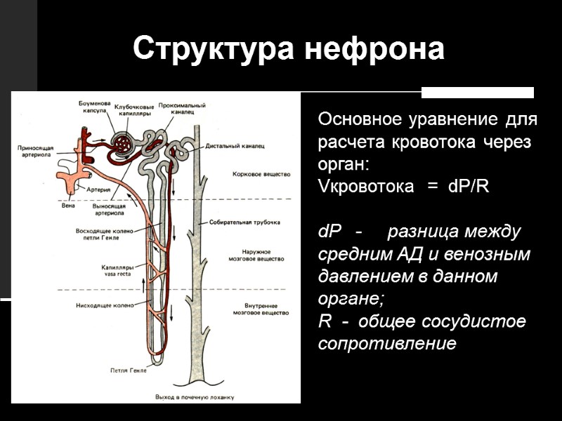 Структура нефрона Основное уравнение для расчета кровотока через орган:  Vкровотока  = 